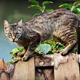 Teigne du chat